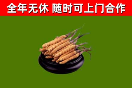 霍邱回收散虫草