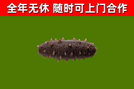 霍邱回收海参干
